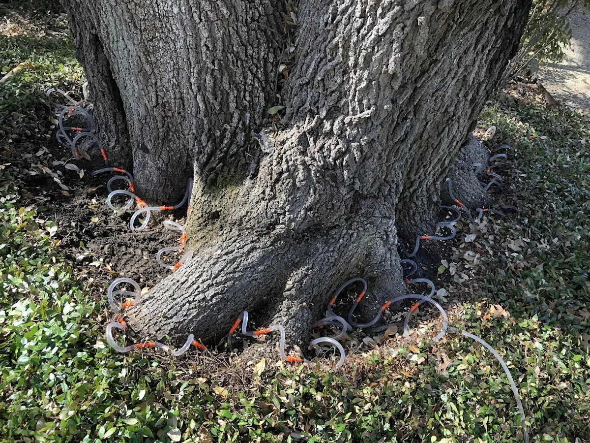 Detailed Tree Cabling and Bracing job site in Deerfield Beach